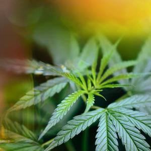 What's the differences between the highs from consuming cannabis flower and concentrates?